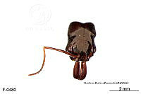 ME006 Hormi 0105 Odontomachus laticeps.jpg