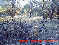 IE003 0006 Canis latrans.jpg