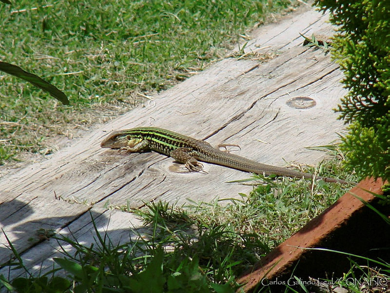 CGL0137%20Aspidoscelis%20costatus.jpg.iSfJpvb1MZljxy1hQA3g0JtbmFja29CbnFuZ3NAbXJ6LGtwZQA.GcnX1Z35uR