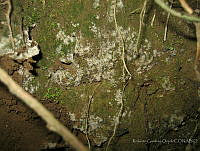 RGO0266 Thanatephorus sp..JPG