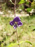 APE0001 Veronica mexicana.jpg