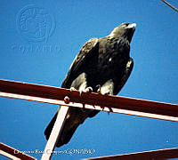 GRC0004 Aquila chrysaetos.jpg