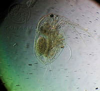 HE009 R 0160 Macrothrix spinosa.jpg