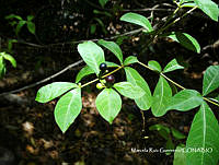 MRG-2017-296 Rauvolfia tetraphylla (MRG-7jul17-d).JPG