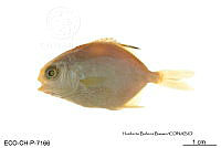 ME006 Peces 041 Caranx latus.jpg
