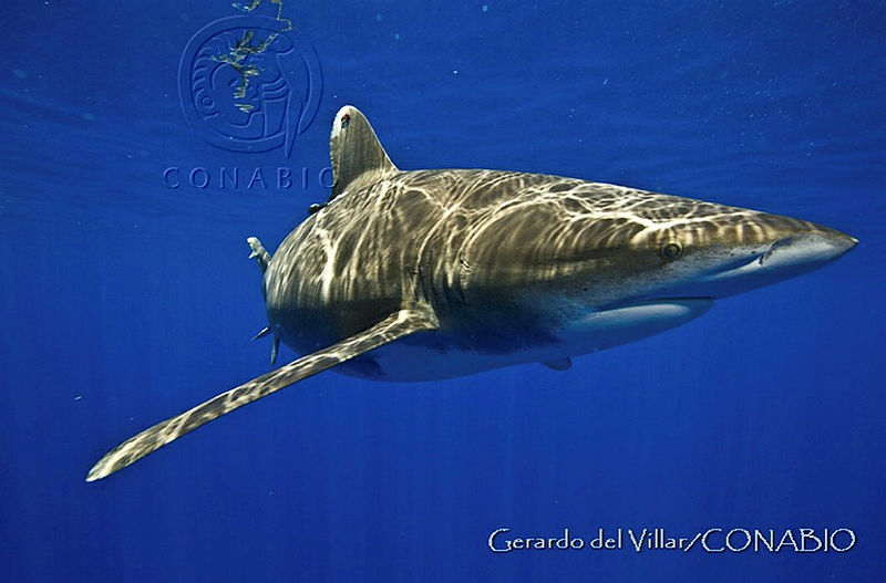 GV0027%20Carcharhinus%20longimanus.jpg.8yfpnJD0McUx4Y9hQA3g0JtbmFja29CbnFuZ3NAbXJ6LGtwZwA.aAX9jzf31B