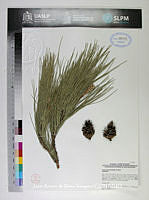 JAdNV0356 Pinus teocote.JPG