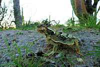 GMA01 Phrynosoma coronatum.jpg