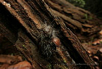 MECM06 Spinellus fusiger.jpg