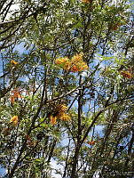 CGL1134 Grevillea robusta.jpg