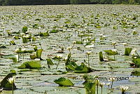 HJ6- 0285 Eichhornia crassipes.jpg