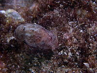 AEG0007 Bulla punctulata.jpg