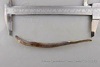 RQTG0990 Tetrapleurodon geminis.jpg