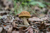 ZAPF 0781 Leccinellum griseum.jpg