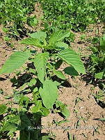 SG019 0087 Amaranthus hybridus.jpg