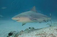 CNS1277 Carcharhinus leucas.jpg