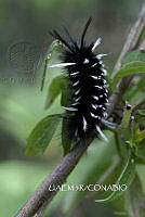 3R 01219 Papilionidae.jpg