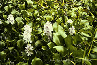 666 Eichhornia crassipes.jpg