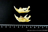 AAGC0143 Ondatra zibethicus.jpg