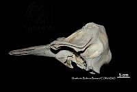 ME006 MM 056 Globicephala macrorhynchus.jpg