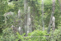 HVBR0053 Pilosocereus leucocephalus.JPG