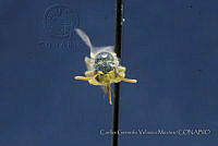 CGVM1228 Perdita sphaeralceae.jpg