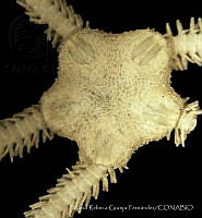 MRGF0017 Ophiocnida californica.jpg