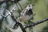CNS0175 Campylorhynchus brunneicapillus ssp. affinis.jpg