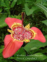 VJMP001 Tigridia pavonia.jpg