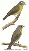 MAPM0240 Oreothlypis ruficapilla.jpg