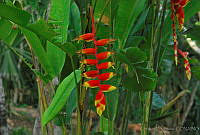 CD0192 Heliconia sp..jpg