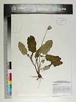 JAdNV0487 Chaptalia nutans.JPG