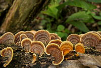IMDOC0821 Fungi.jpg
