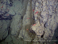 IFREMER-ICMyL-UNAM 0006 Sinodina gregoriana.jpg