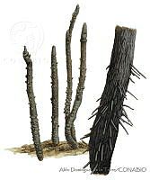 ADDLT0020 Avicennia bicolor.JPG