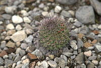 CAR 0049 Mammillaria carnea.jpg