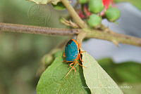 NCCM 002 Edessa rufomarginata.jpg