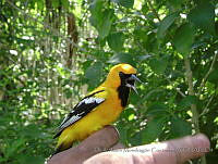 DIMC035 Icterus cucullatus.jpg