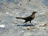 MAGB 0011 Quiscalus mexicanus.JPG