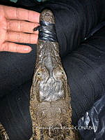TE001 0004 Crocodylus acutus.jpg