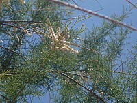 EV04 Tamarix ramosissima.jpg