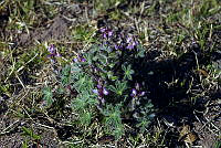 JJSE0277 Lupinus concinnus.JPG