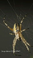 SM0319 Neoscona oaxacensis.jpg