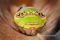 MN6PG0081 Papilio garamas.jpg