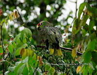 NXE 001 Amazona autumnalis.jpg