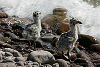 CNS0490 Larus livens.jpg
