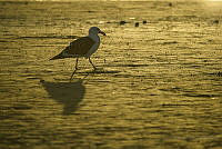 JRL0055 Larus californicus.jpg