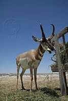 MASM00182 Antilocapra americana.jpg