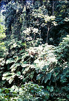 FGM4360 Cyathea sp..JPG