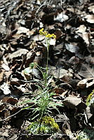 JJBC0553 Verbesina mollis.JPG